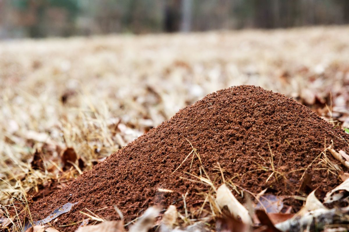 Nature Pro Lawn Care - Alabaster Helena Calera Pelham Alabama - Lawn Pest Control Service Ants