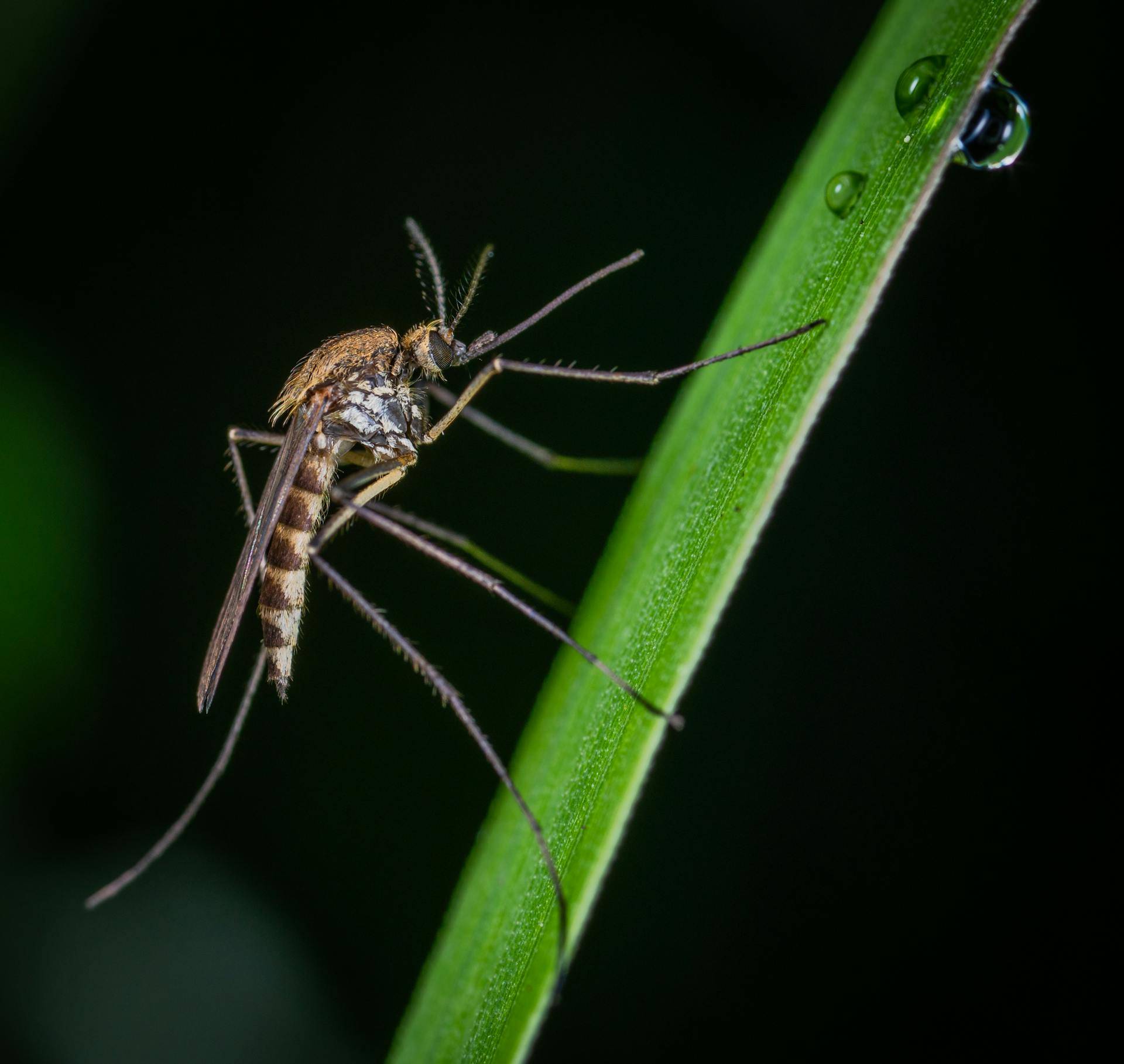 Professional Mosquito Control & Removal Service