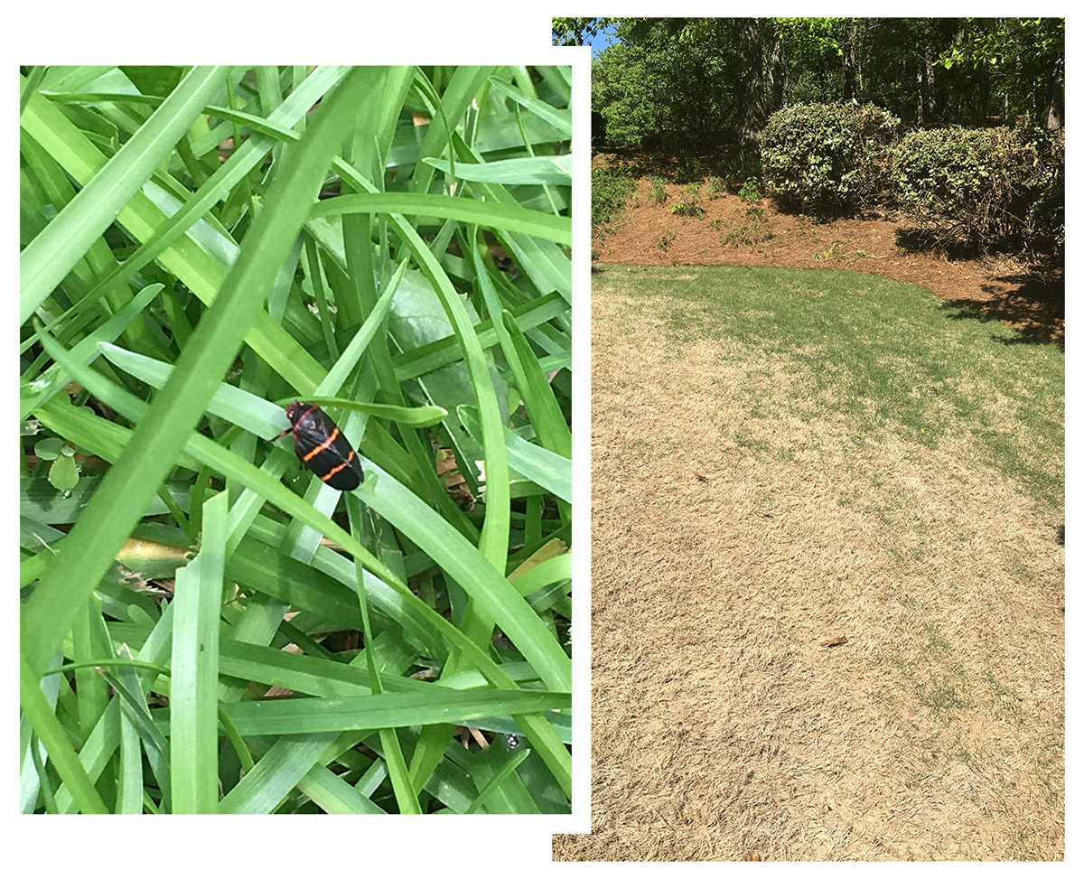 Spittle Bug Management - Nature Pro Lawn Care - Alabaster Helena Pelham Calera Chelsea Hoover
